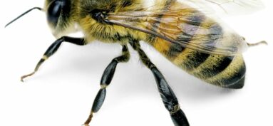 Déclaration des ruches