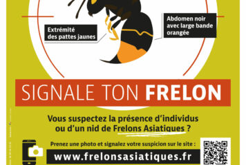 FRELON ASIATIQUE