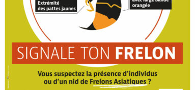 FRELON ASIATIQUE